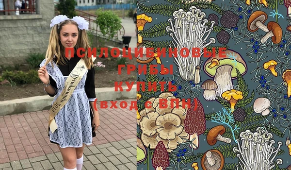 индика Белокуриха